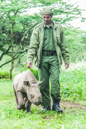 Illustration for article titled How to take care of a blind baby rhino